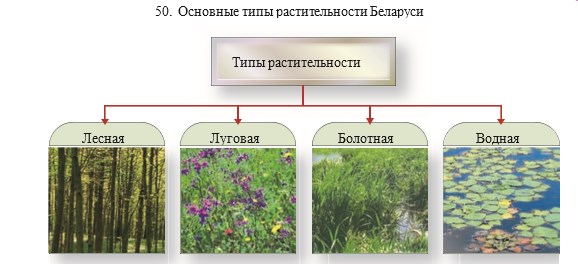 Какой тип растительности произрастает на севере Крымского полуострова?