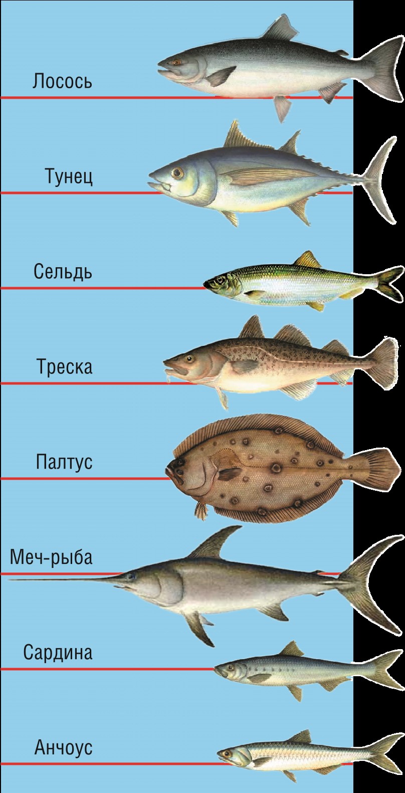 Семейство лососевых рыб список