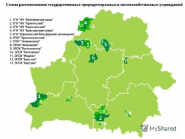 Реферат: Заповедники республики Беларусь